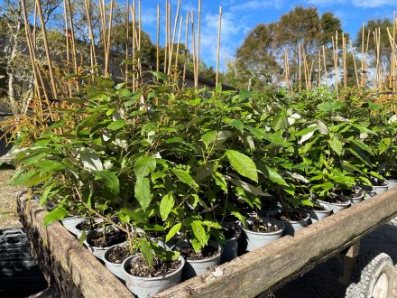 Photo of potted trees
