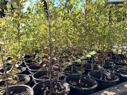 More potted trees